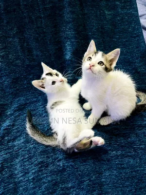 1-3 months Male Mixed Breed Cat