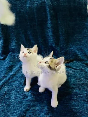 1-3 months Male Mixed Breed Cat