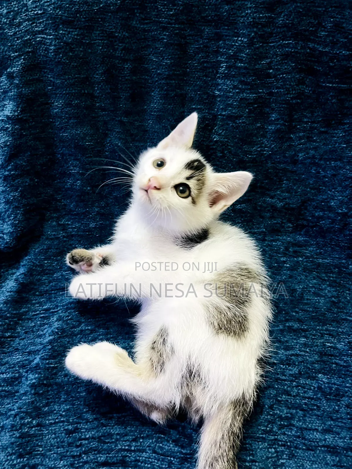 1-3 months Male Mixed Breed Cat
