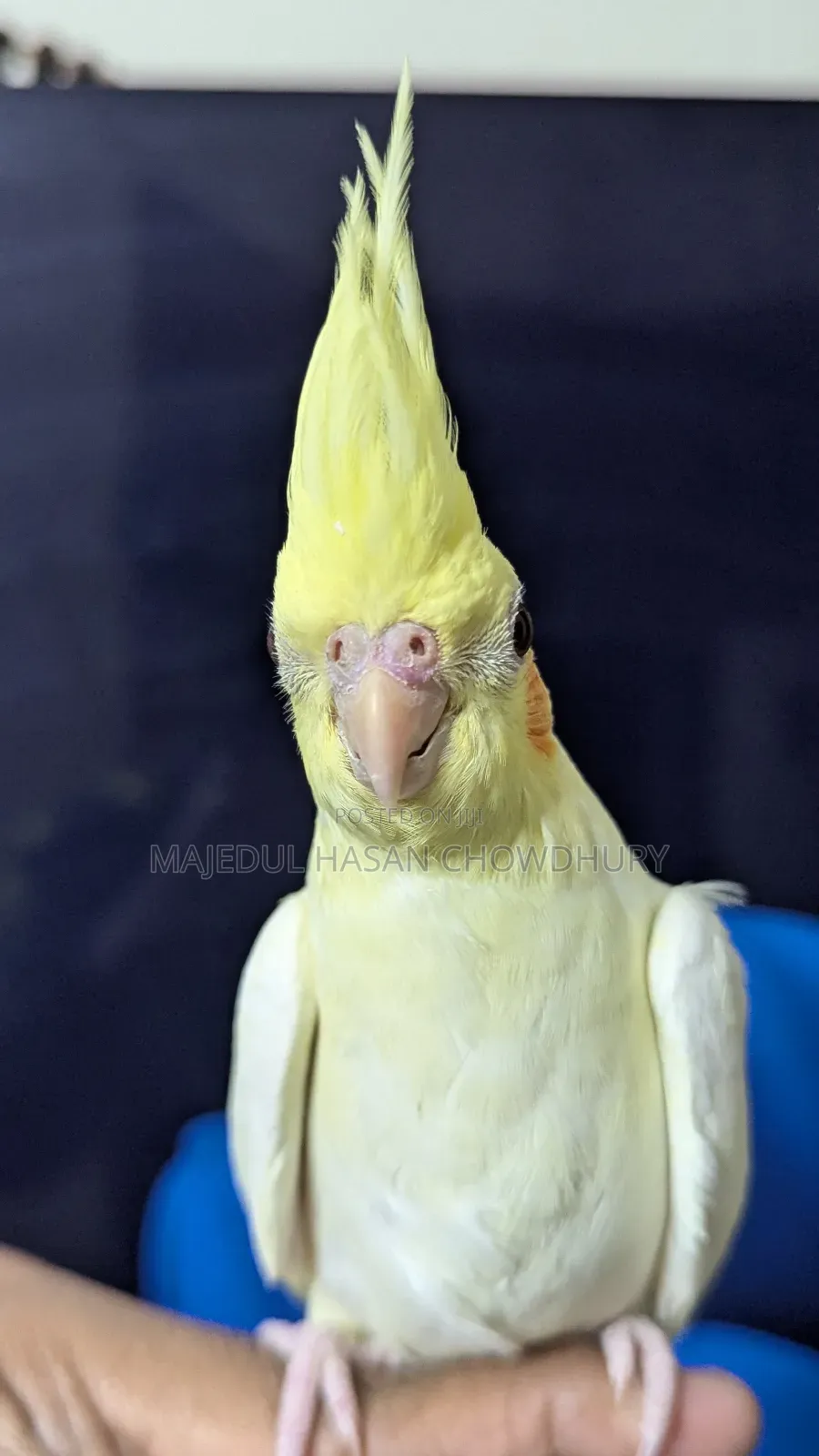 Lutino Red Eye Cockatiel