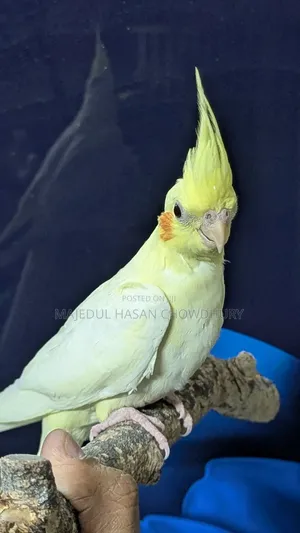 Lutino Red Eye Cockatiel