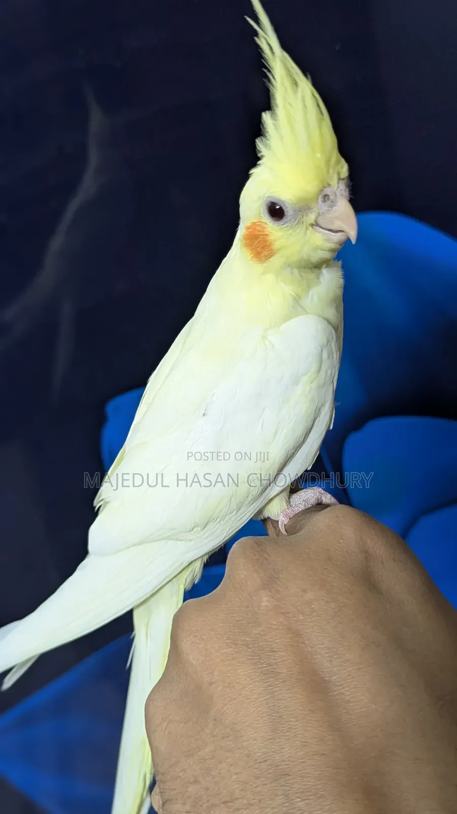 Lutino Red Eye Cockatiel