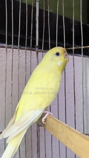 Photo - Budgerigar Adult Female