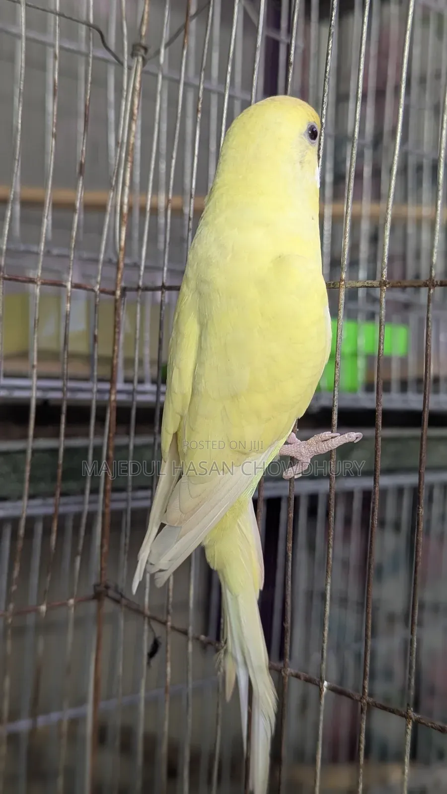 Budgerigar Adult Female