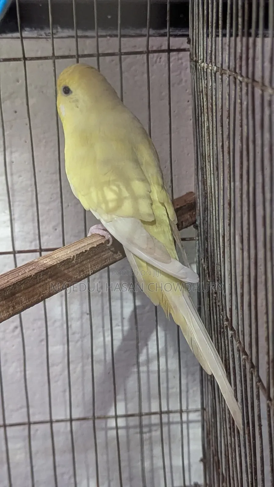Budgerigar Adult Female