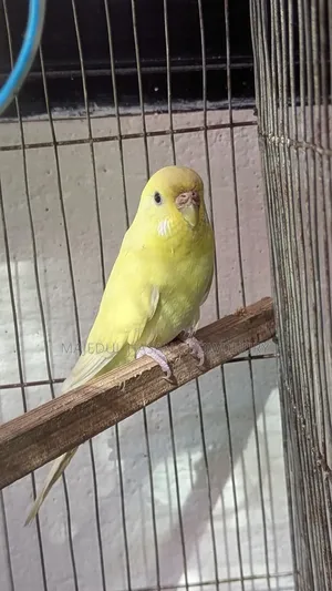 Budgerigar Adult Female