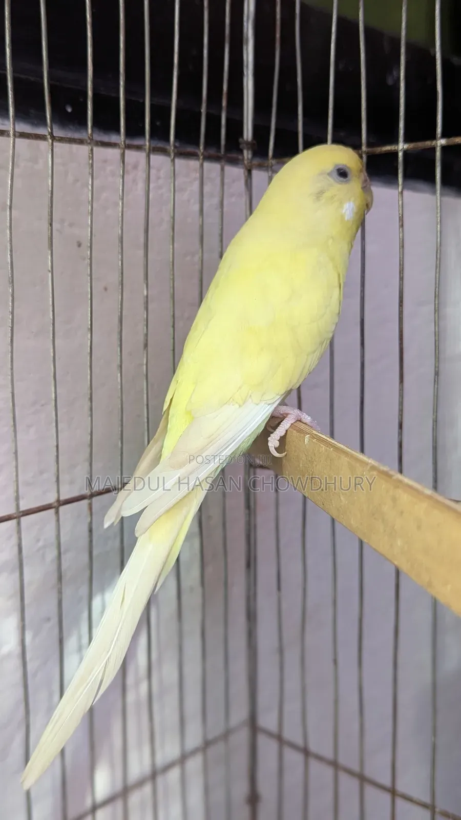 Budgerigar Adult Female
