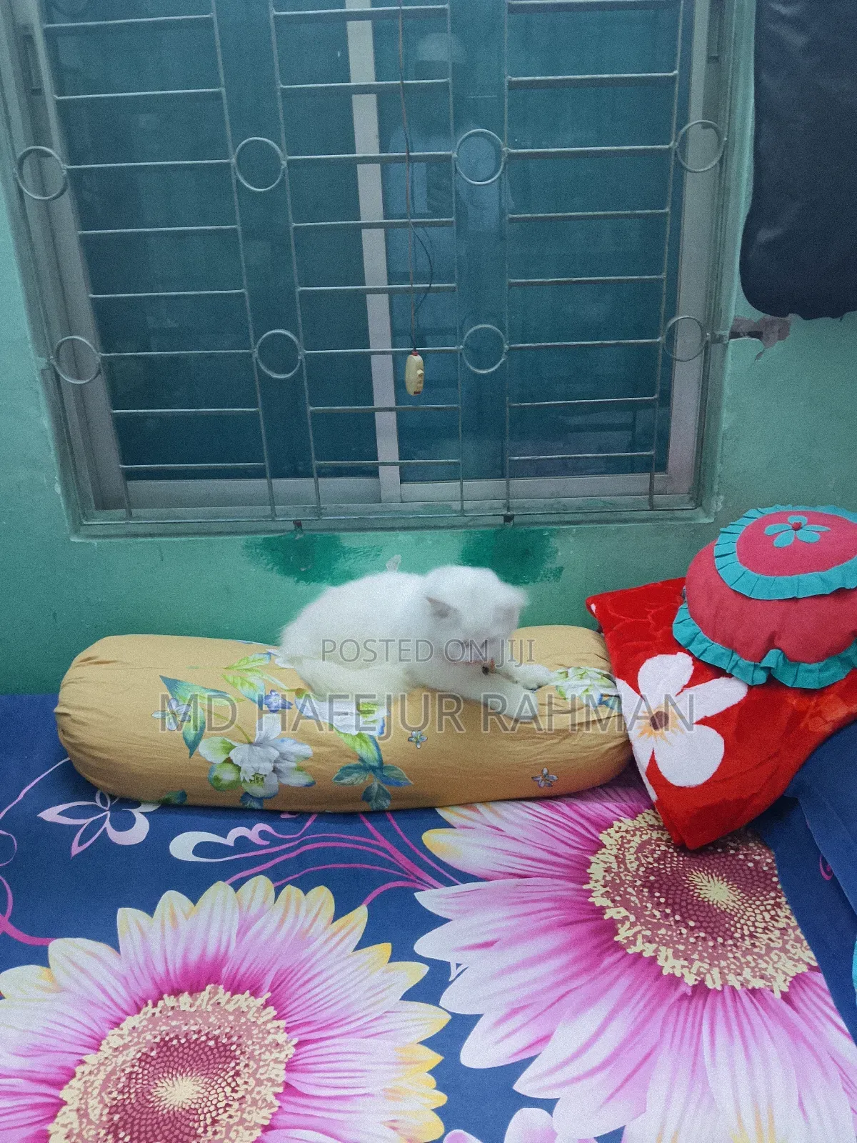 1+ Year Female Purebred Persian