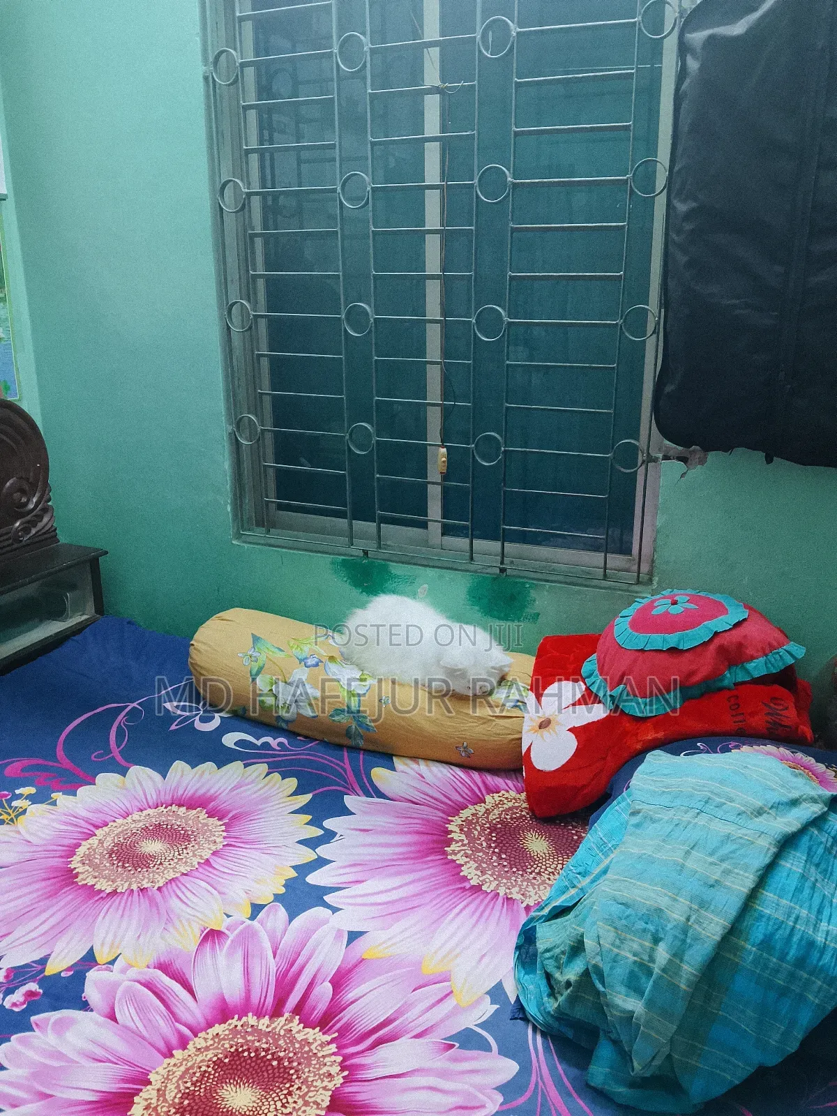 1+ Year Female Purebred Persian