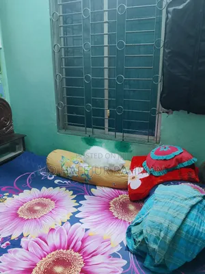 1+ Year Female Purebred Persian