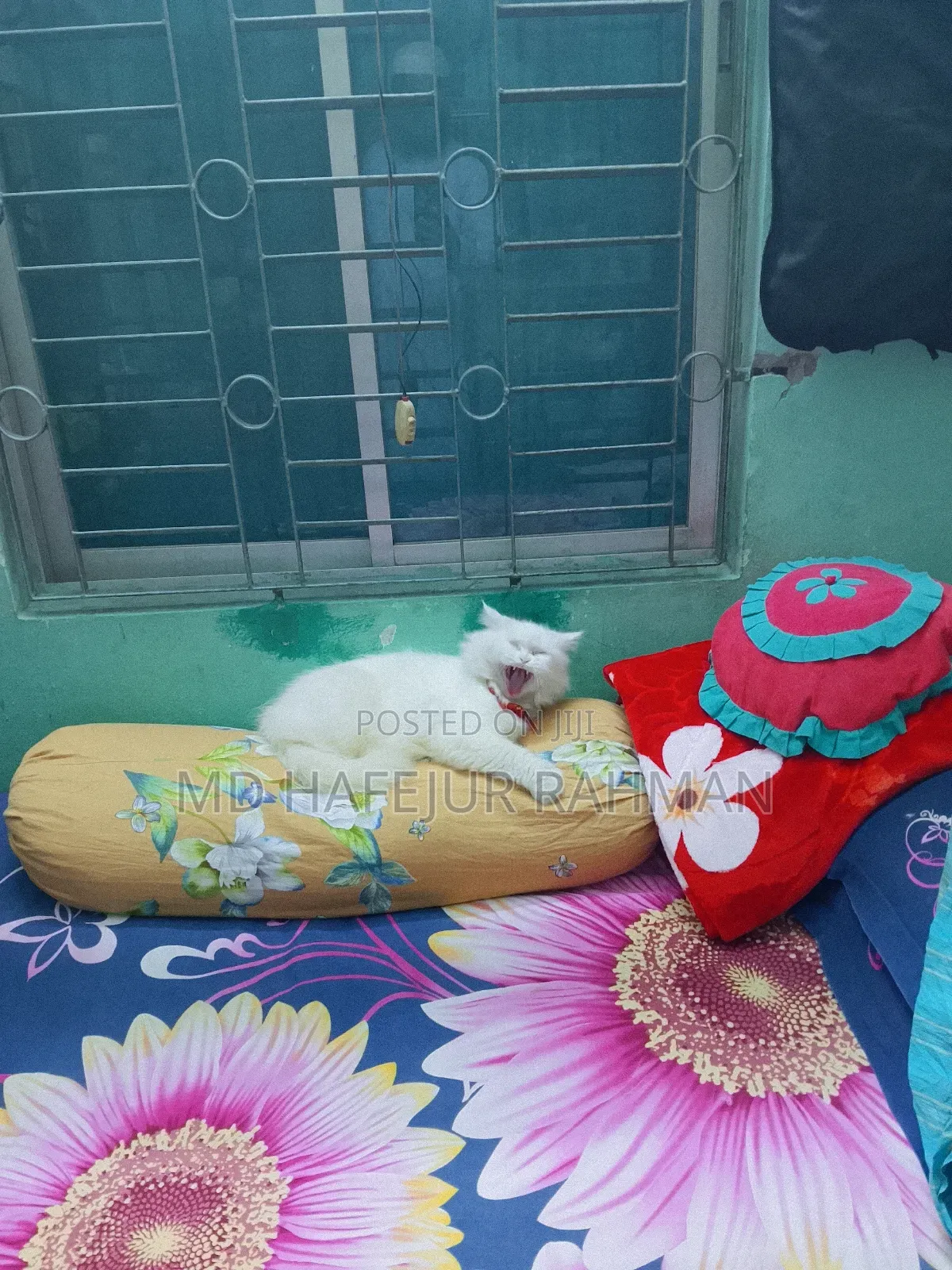 1+ Year Female Purebred Persian