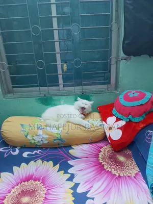 1+ Year Female Purebred Persian