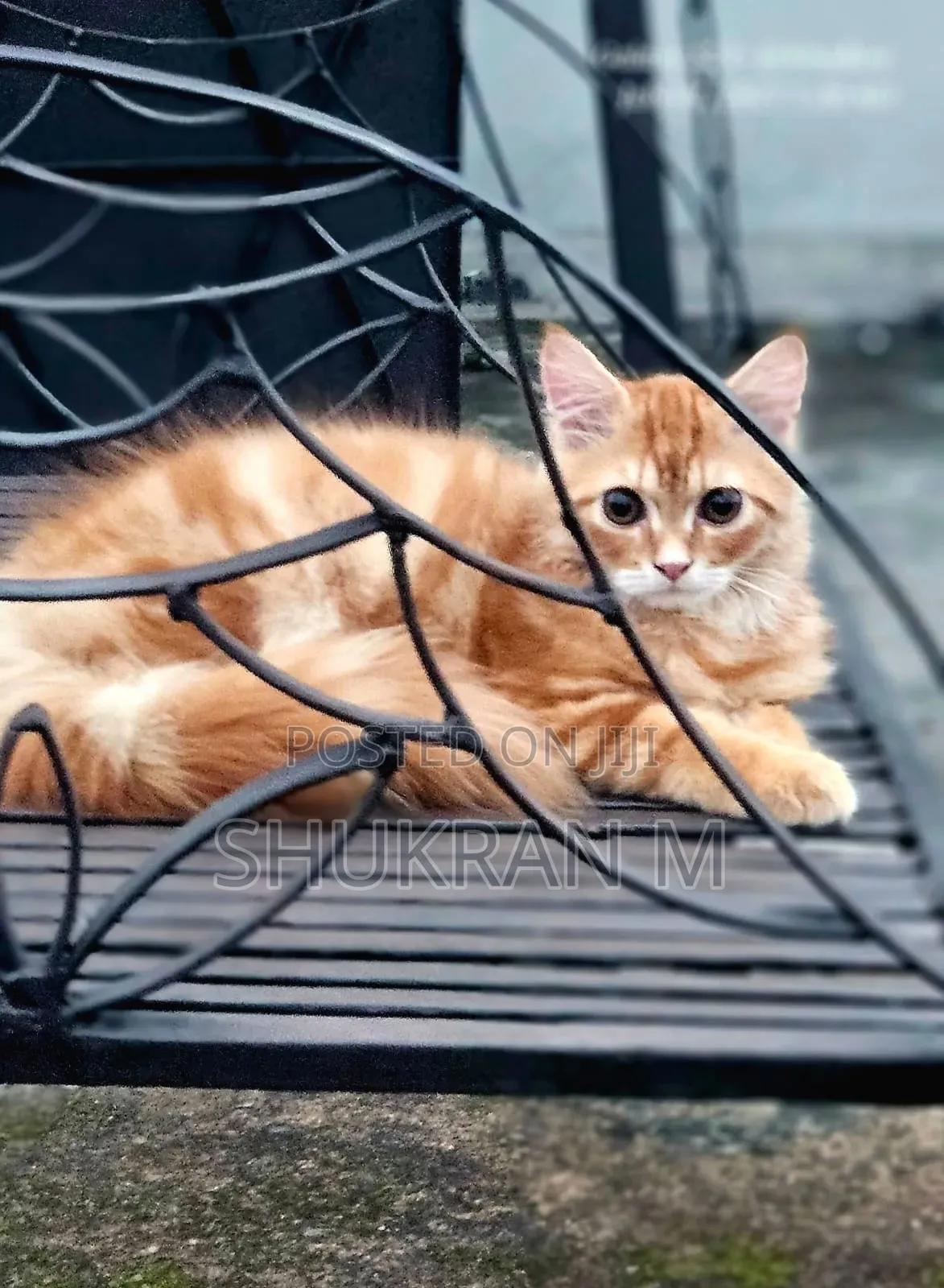 3-6 Months Male Purebred Persian