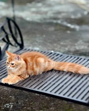 3-6 Months Male Purebred Persian