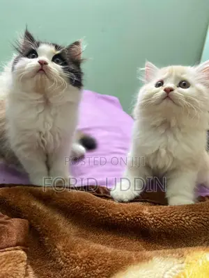 Photo - 3-6 Months Male Purebred Persian