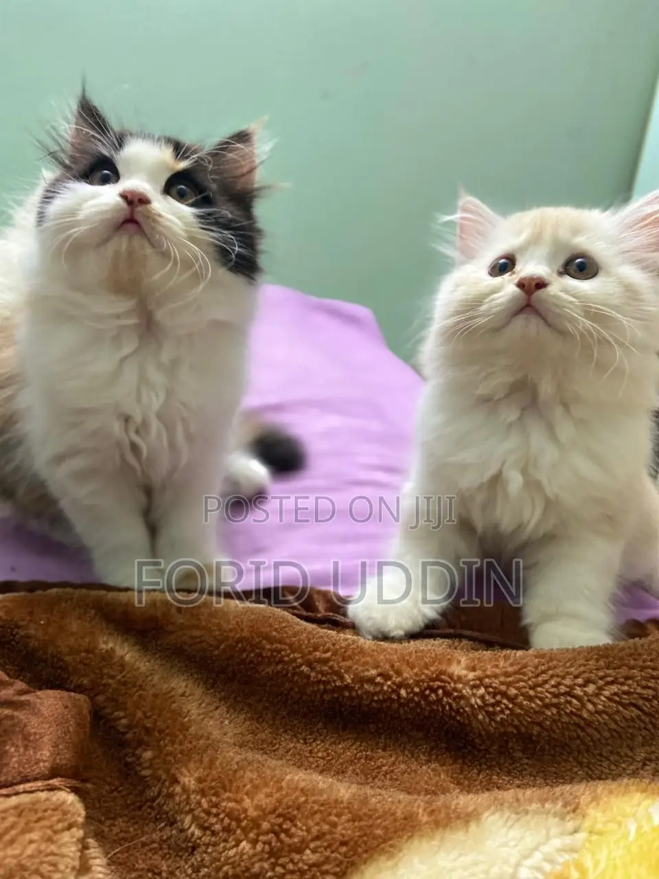 3-6 Months Male Purebred Persian