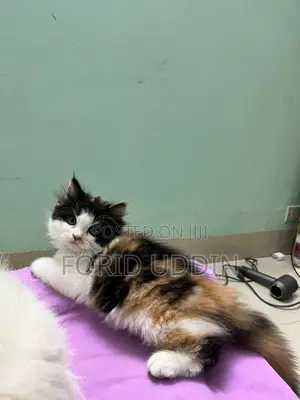 3-6 Months Male Purebred Persian