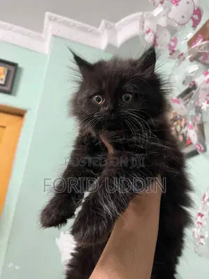 3-6 Months Male Purebred Persian