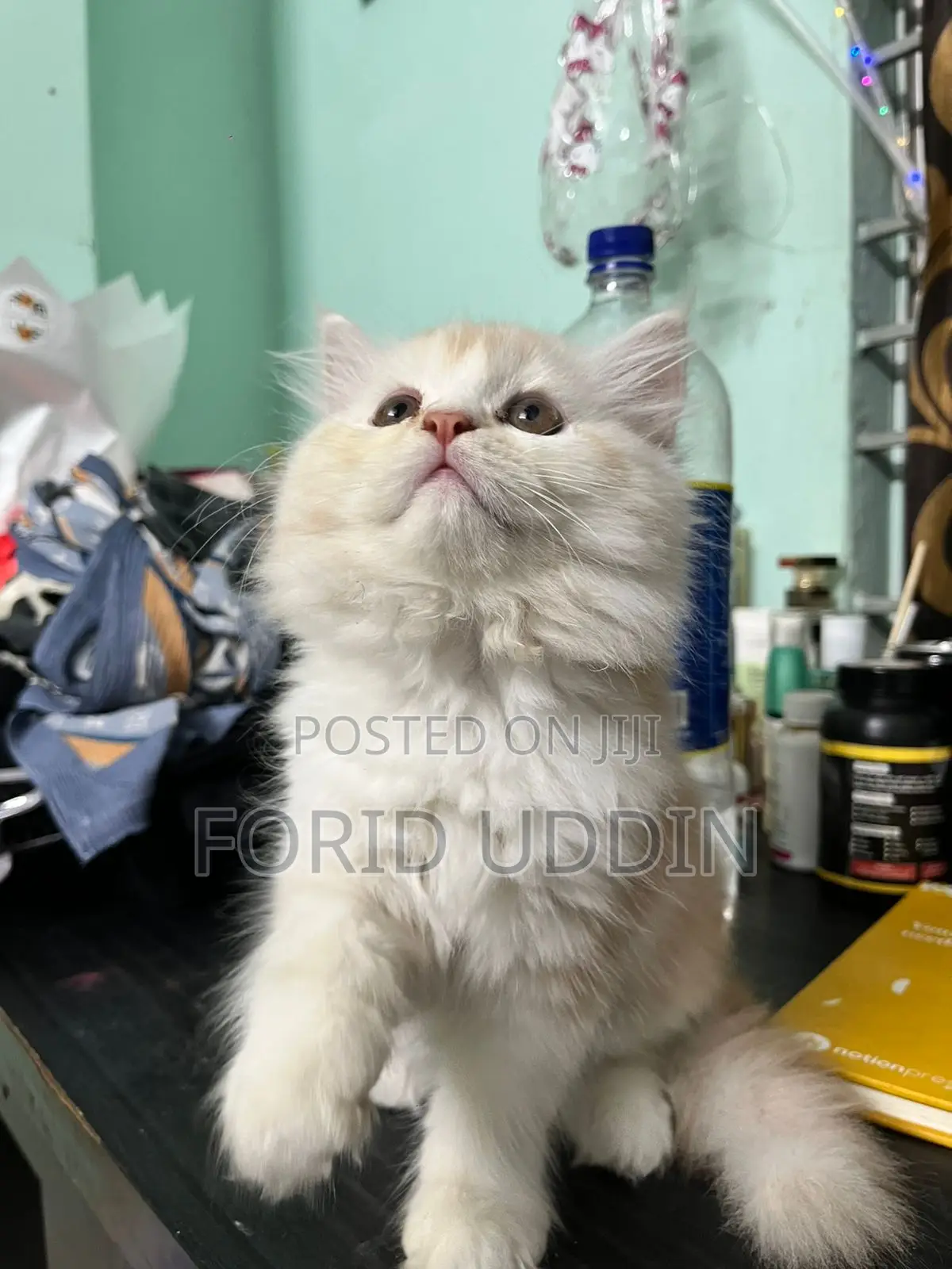 3-6 Months Male Purebred Persian