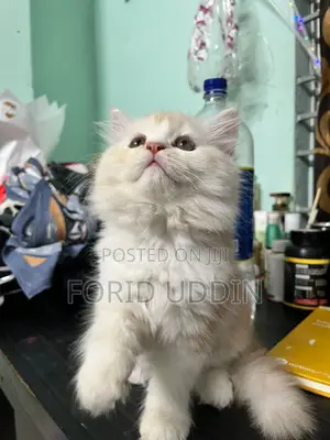 3-6 Months Male Purebred Persian