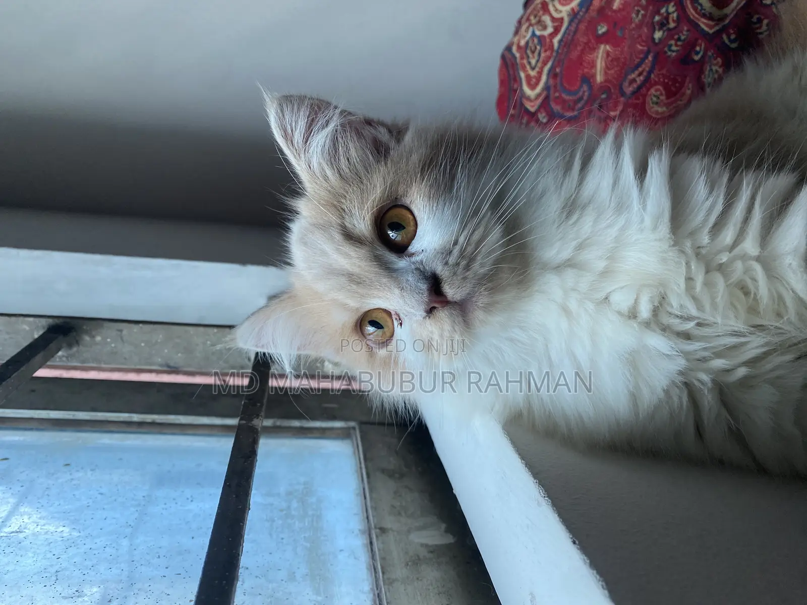 3-6 Months Female Purebred Persian