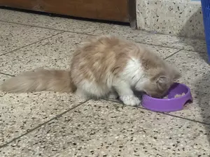 3-6 Months Female Purebred Persian