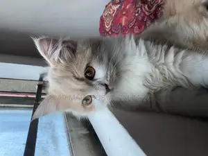 3-6 Months Female Purebred Persian