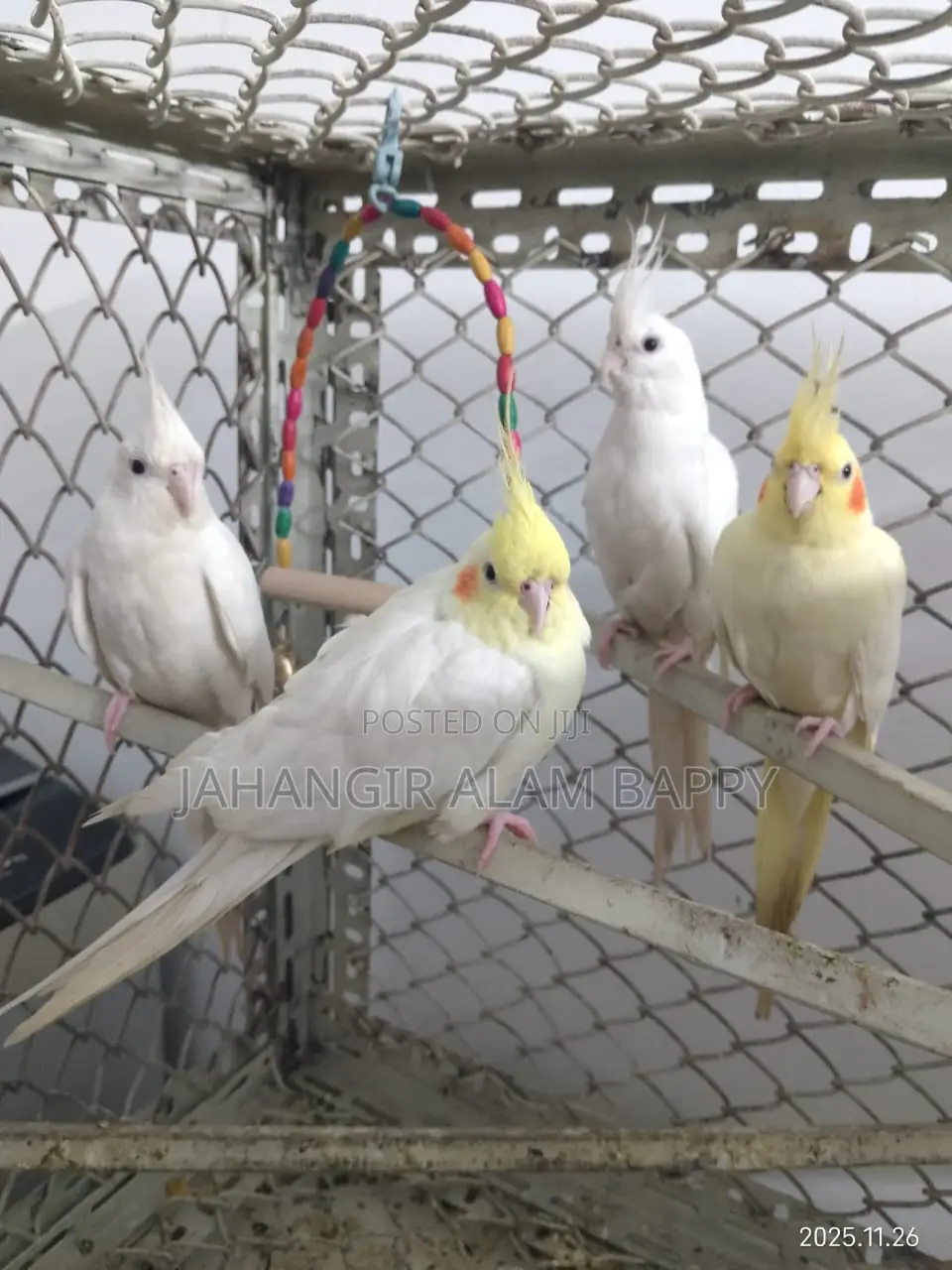 Albino Lutino Perl Cockatiel