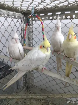 Albino Lutino Perl Cockatiel