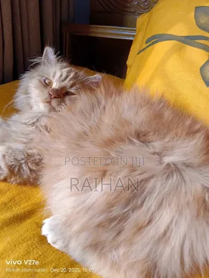 Photo - 1-3 Months Male Purebred Persian