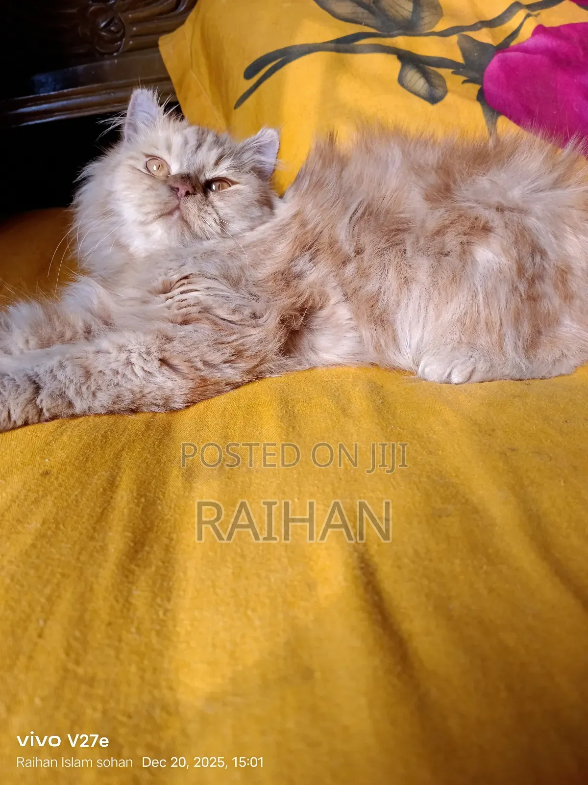 1-3 Months Male Purebred Persian