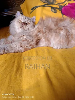 1-3 Months Male Purebred Persian