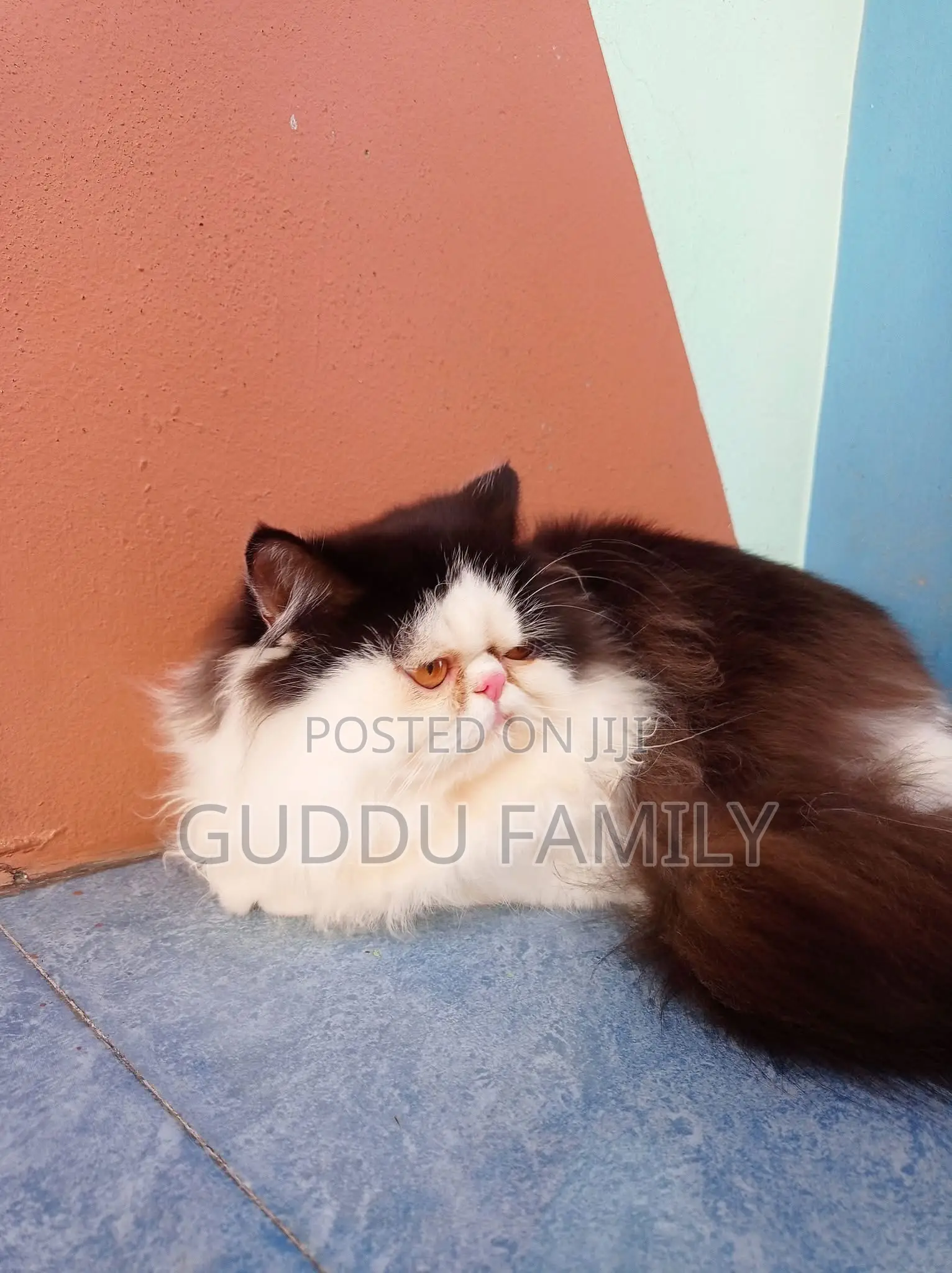 1+ Year Male Purebred Persian