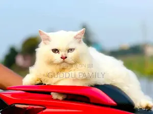 Photo - 1+ Year Male Purebred Persian