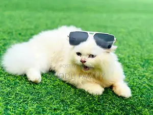 1+ Year Male Purebred Persian