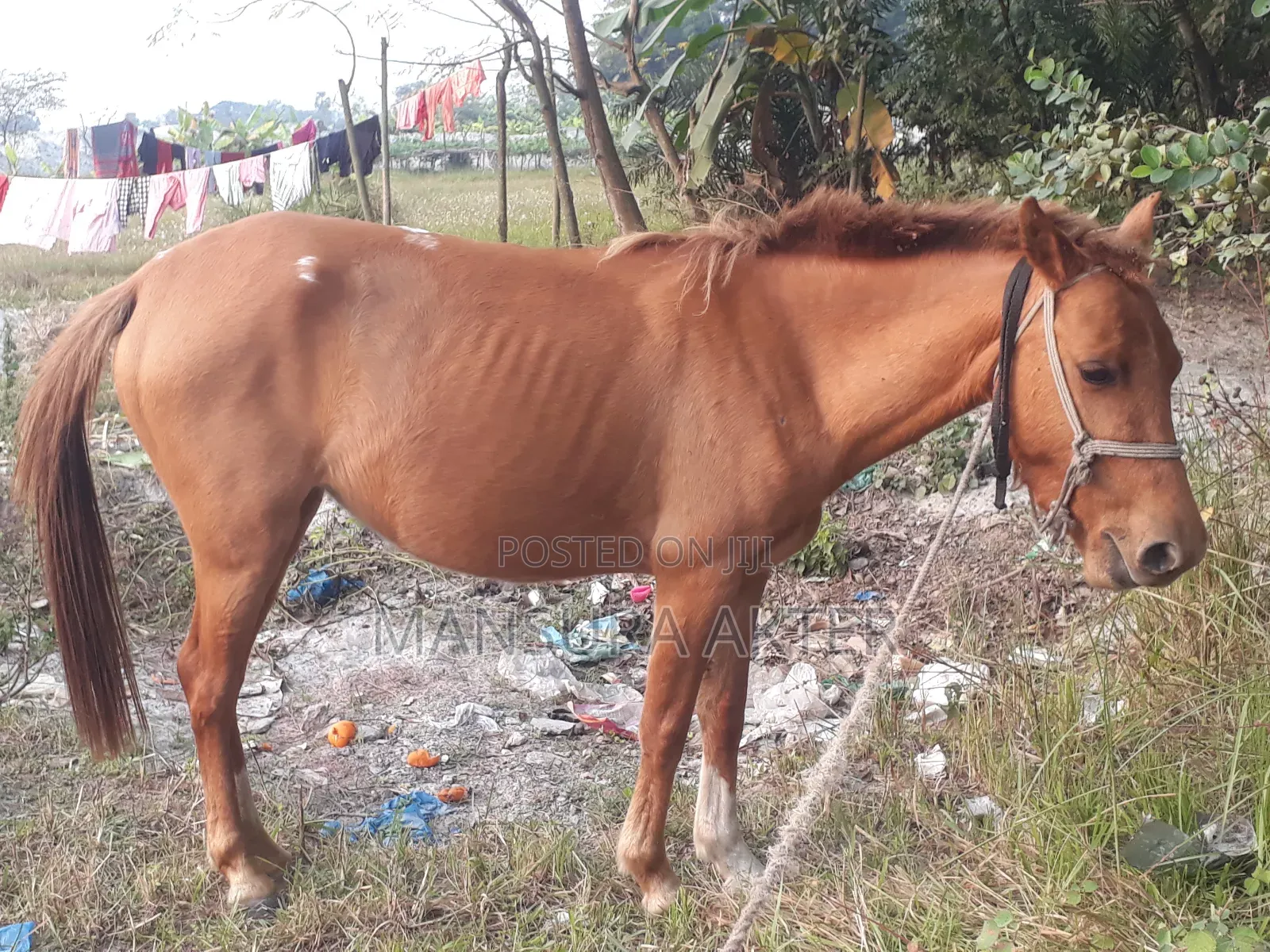 Female Horse for Sale