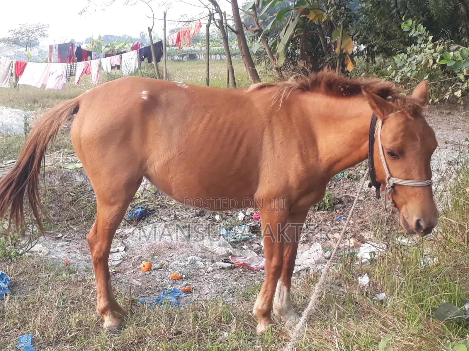 Female Horse for Sale