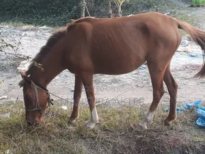 Female Horse for Sale