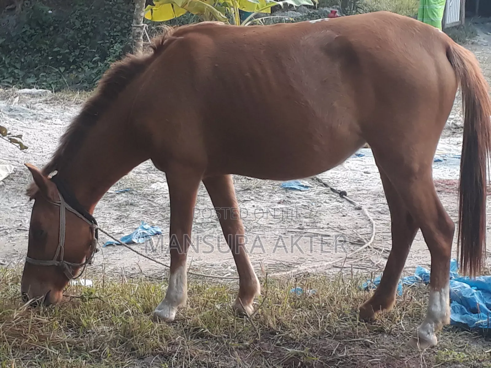 Female Horse for Sale