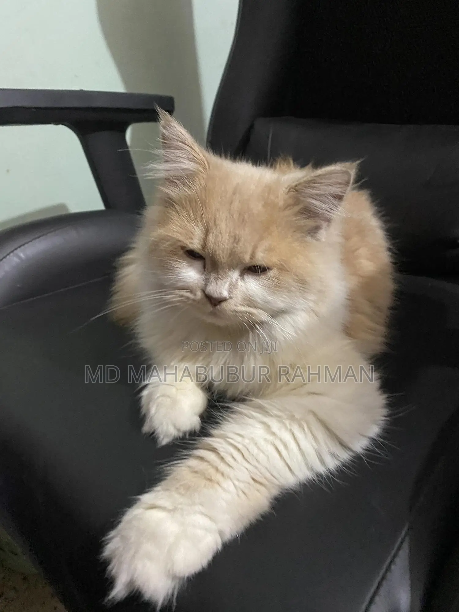 3-6 Months Female Purebred Persian