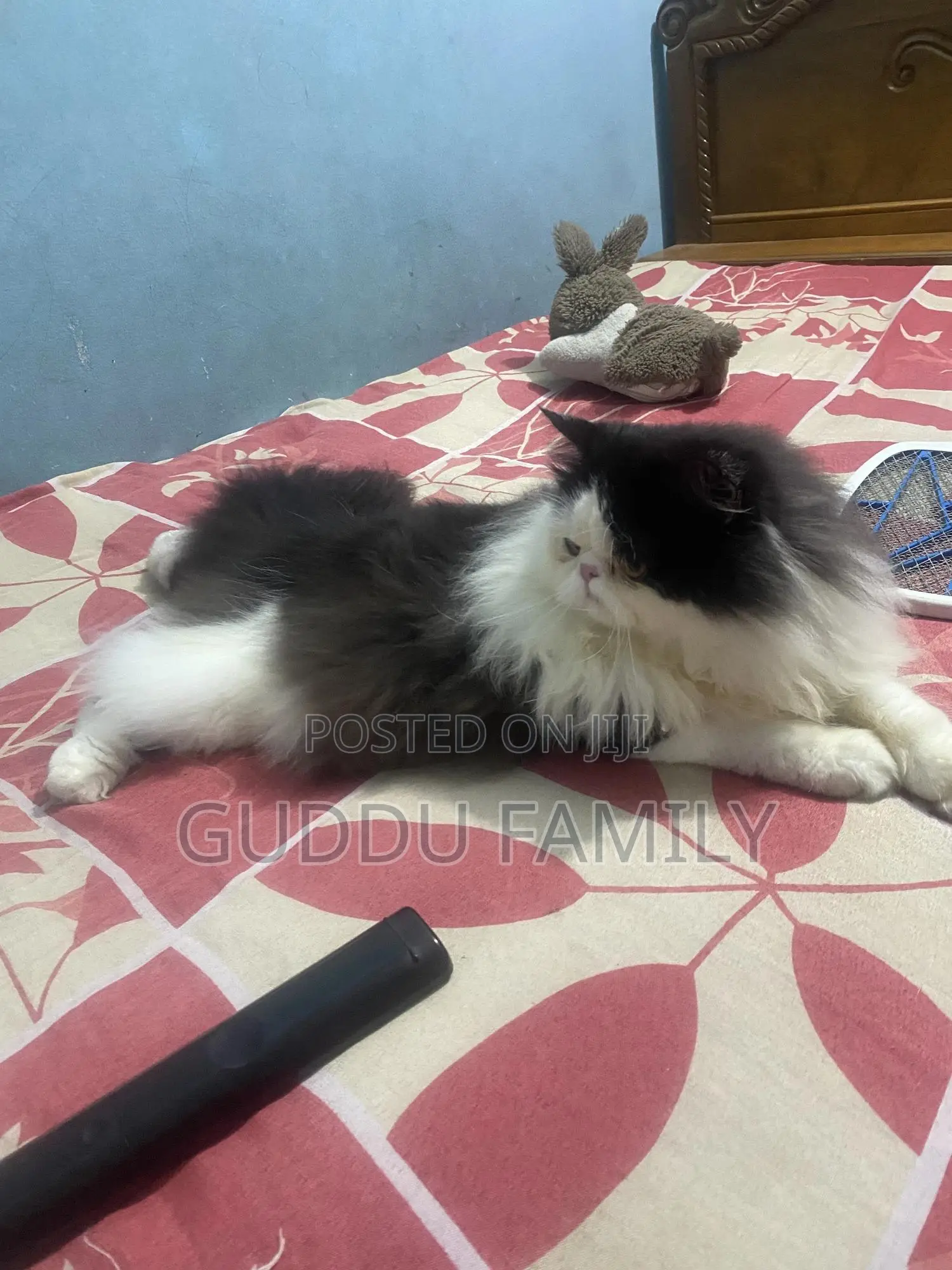 1+ Year Male Purebred Persian