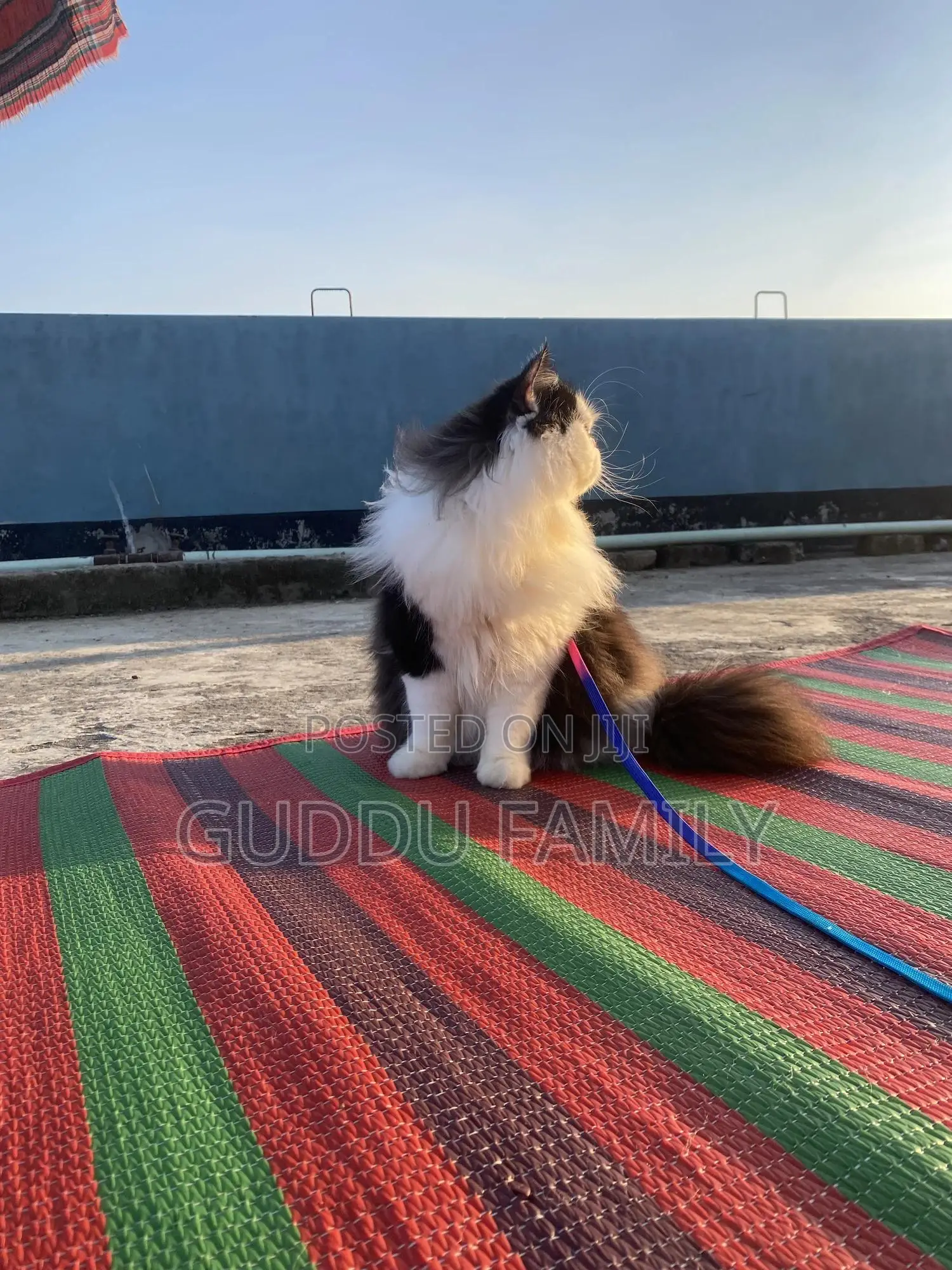 1+ Year Male Purebred Persian
