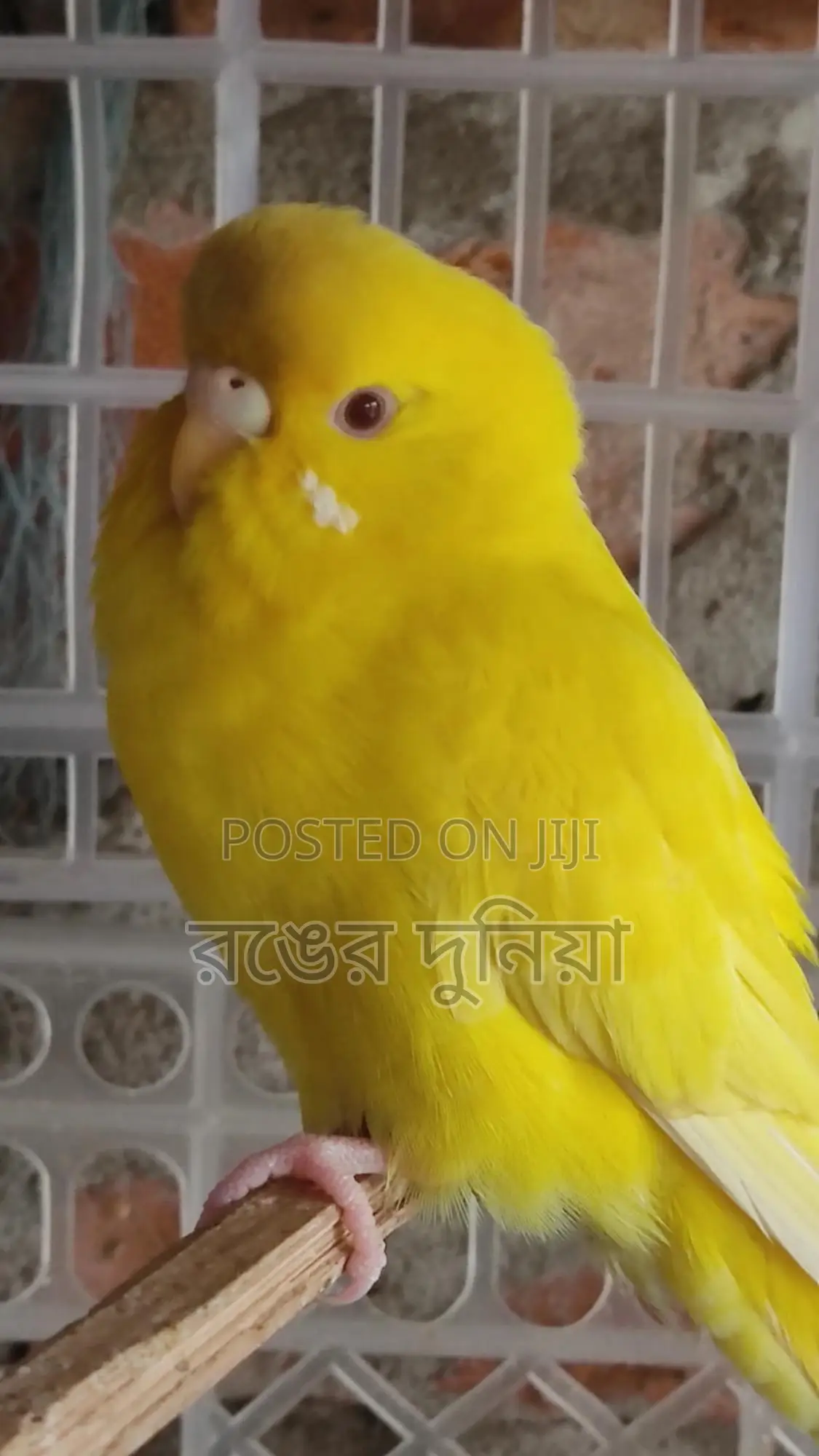 লোটিনো রেড আই ফিমেল বাজরিগার