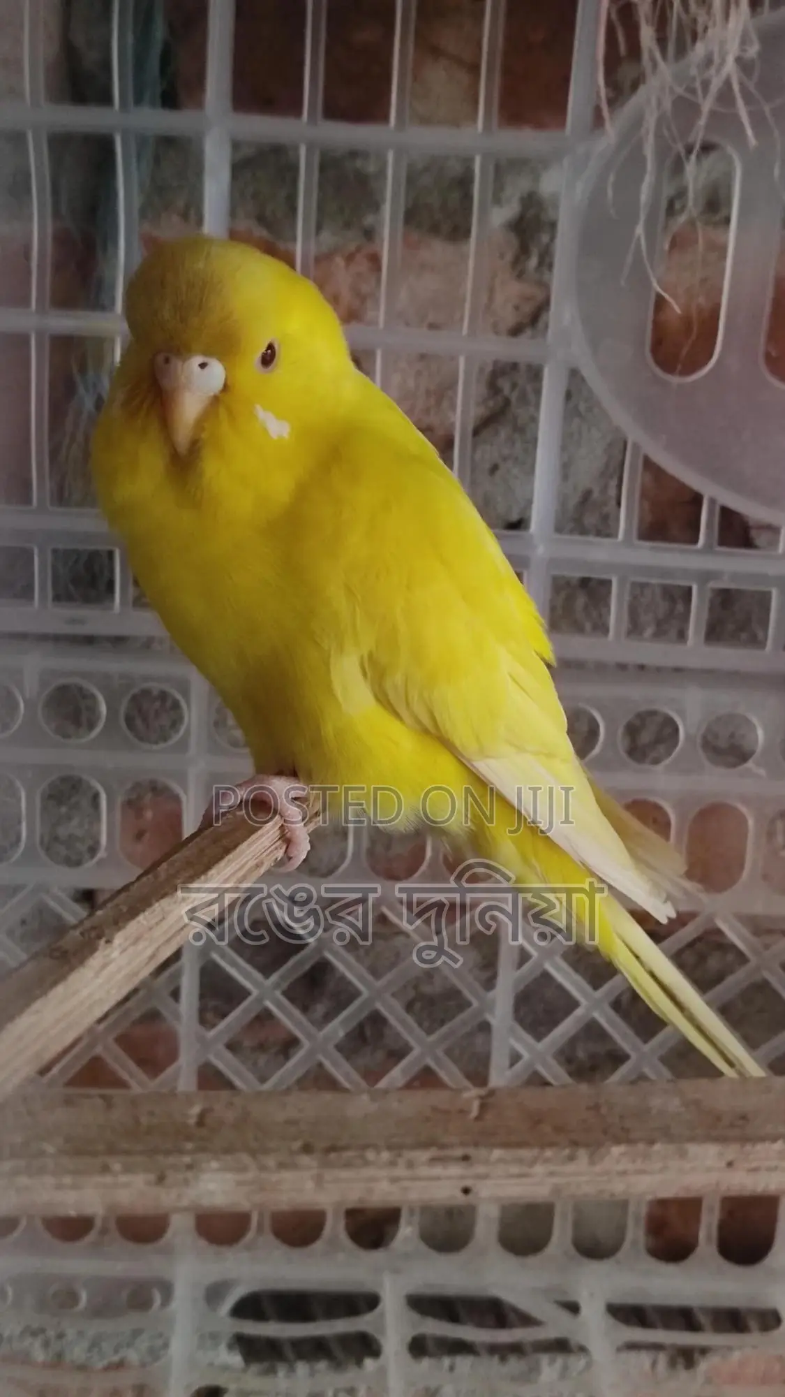 লোটিনো রেড আই ফিমেল বাজরিগার