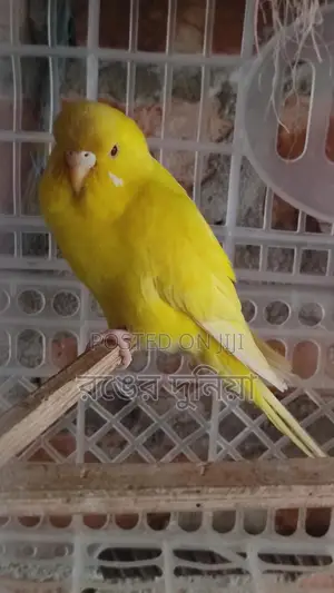 লোটিনো রেড আই ফিমেল বাজরিগার