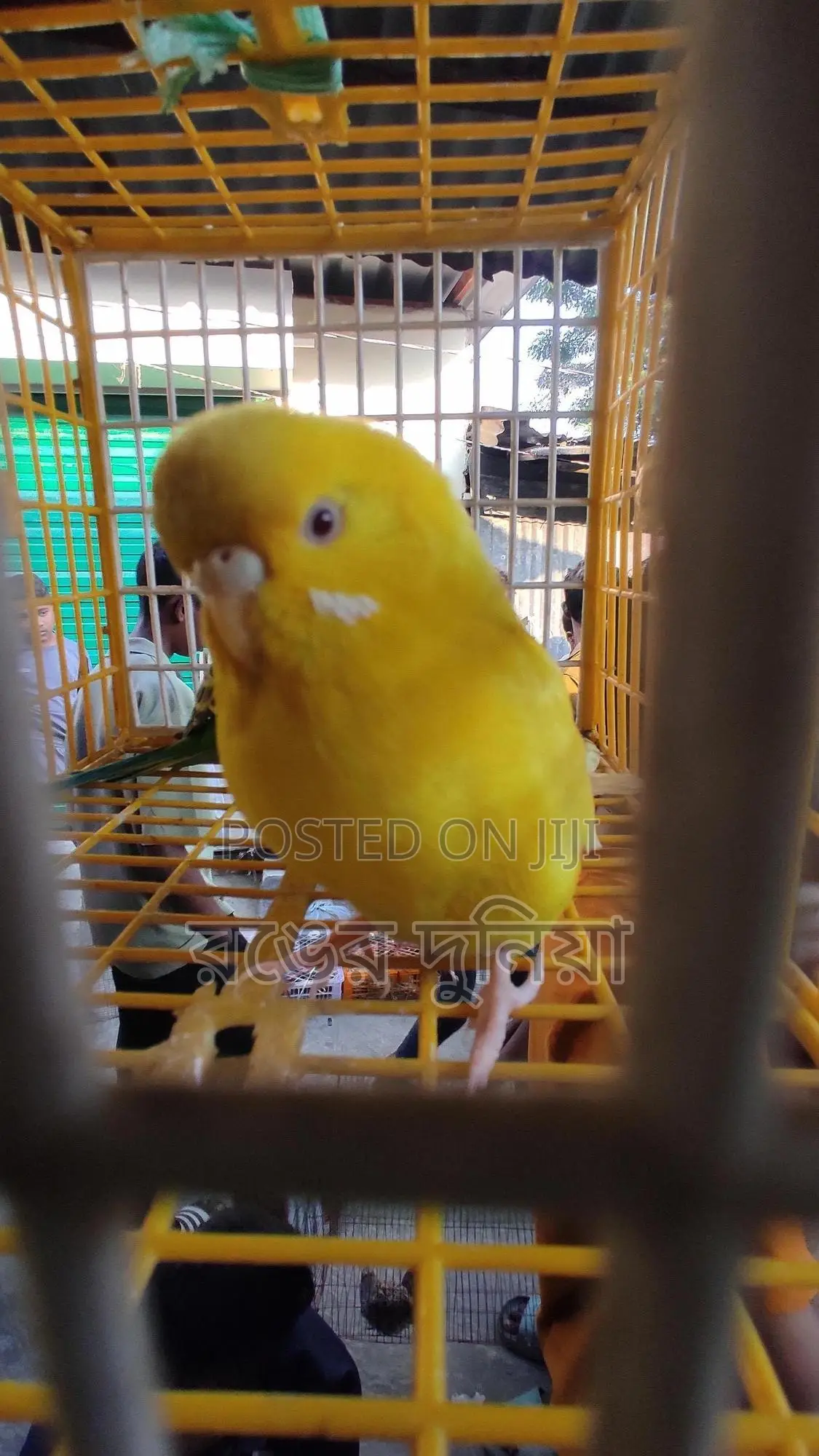 লোটিনো রেড আই ফিমেল বাজরিগার