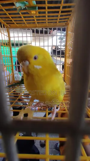 লোটিনো রেড আই ফিমেল বাজরিগার