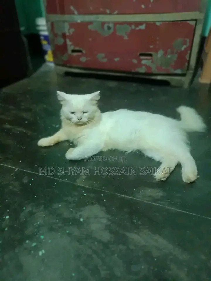 1+ Year Male Purebred Persian