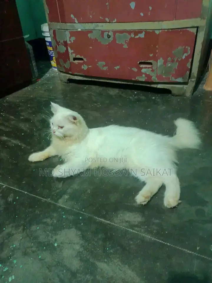 1+ Year Male Purebred Persian