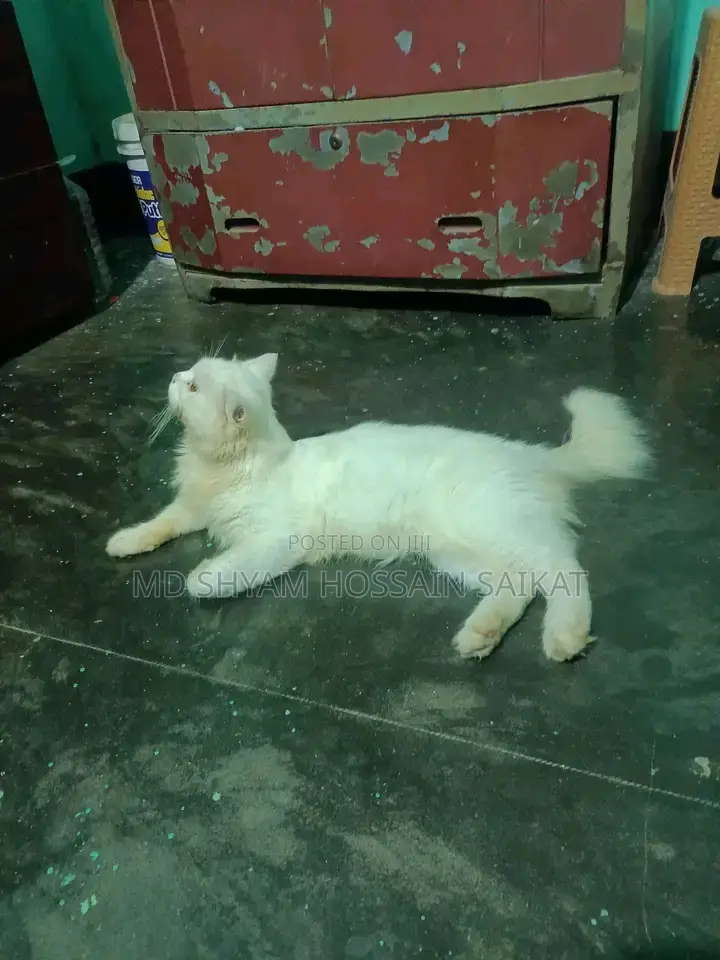 1+ Year Male Purebred Persian